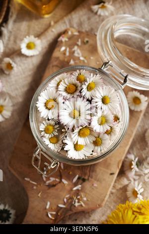 Préparation de sirop à base de plantes à partir de fleurs de marguerites communes dans un bocal en verre, vue de dessus Banque D'Images