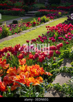 Vue portrait tulipes Chenies dans le jardin Sunken restauré Banque D'Images