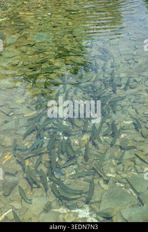 Grand groupe de truites nageant dans l'eau transparente d'un ruisseau de montagne sur un lit rocheux dans les Carpates. Faune pittoresque d'eau douce et n Banque D'Images