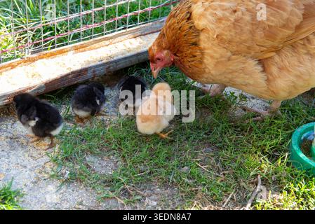 Mère poule nourrissant et prenant soin de bébés poussins moelleux dans une enceinte agricole extérieure herbeuse pendant la journée ensoleillée. Agriculture rurale, élevage de volailles, printemps Banque D'Images