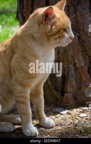 Chat au gingembre assis à l'extérieur près du tronc de l'arbre Banque D'Images