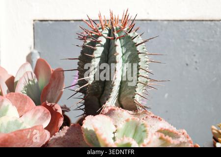 Une Euphorbia horrida, connue sous le nom de baril de lait africain. Banque D'Images