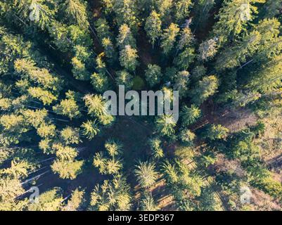 Vue aérienne de la forêt dense de conifères dans la région de Driekyna avec un chemin étroit serpentant à travers les grands arbres et les longues ombres de Slovenska Lupca, Banque D'Images