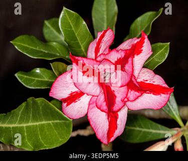 Superbe et inhabituelle fleur rayée rouge et blanche double d'Adeniun obesum, Rose du désert africain avec des feuilles vert foncé brillant sur fond noir Banque D'Images
