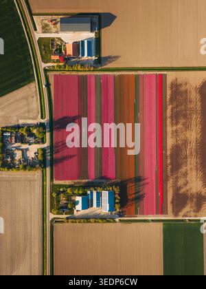 Vue aérienne de champs de tulipes vibrants en fleurs avec des rayures colorées à côté de bâtiments agricoles et de terres agricoles à Flevoland, Flevoland, pays-Bas. Banque D'Images