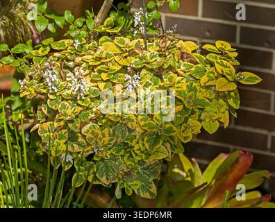 Plectranthus oertendahii 'Lime Light', plante de couverture végétale vivace avec des feuilles panachées vertes vives et dorées, poussant dans un panier suspendu - Australie Banque D'Images