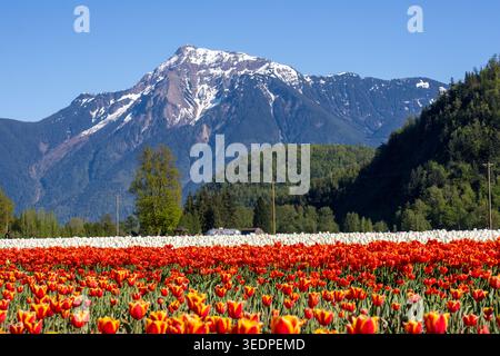 Tulipes orange et jaune au premier plan d'un grand champ de fleurs avec montagnes Agassiz Colombie-Britannique Canada Banque D'Images