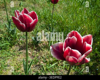 Deux tulipes Bordeaux vibrantes (Tulipa) avec des pétales à bords blancs fleurissant dans un jardin herbeux par une journée de printemps ensoleillée. Banque D'Images