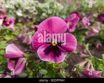 Une pensée rose vibrante (Viola x wittrockiana) avec un centre violet profond et un oeil jaune fleurissant dans un lit de jardin au printemps. Banque D'Images