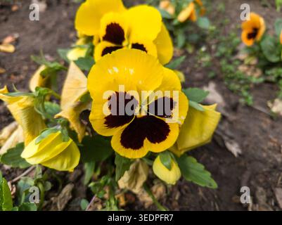 Un gros plan d'une pensée jaune éclatante (Viola x wittrockiana) avec un centre Bordeaux foncé distinct fleurissant dans un jardin printanier. Banque D'Images