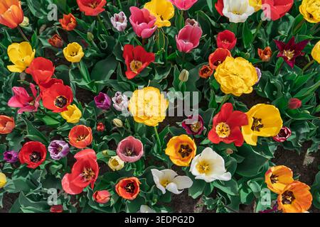 Fleurs de tulipe colorées fleurissant dans un jardin près de lisse Netherlands vu d'en haut Banque D'Images