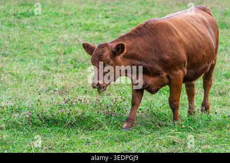 Veau Angus brun pâturage dans un pâturage vert luxuriant, profitant de l'herbe fraîche dans la campagne Banque D'Images