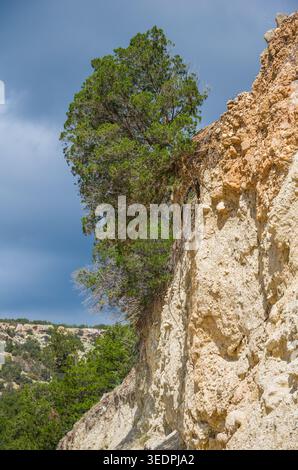 Arbre poussant sur Rocky Cliff avec Blue Sky Banque D'Images