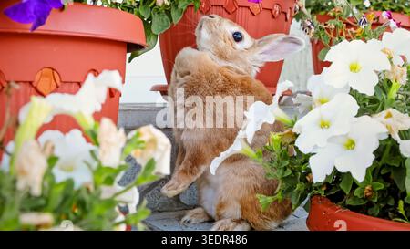 Un lapin décoratif beige se cachant parmi les fleurs se dresse sur les pattes arrière et renifle des pétunias. Joli lapin de Pâques. Un adorable animal de compagnie en promenade dans un pays Banque D'Images