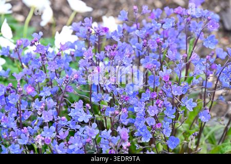 Fleurs de printemps bleu vif de Navelwort ou Omphalodes cappadocica Cherry Ingram UK jardin mai Banque D'Images