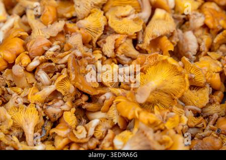 Gros plan plein format montrant de nombreux champignons chanterelles dorés Banque D'Images