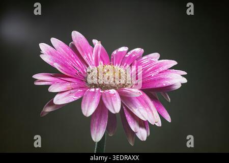 Gerbera rose fleur vivace dans le parc, gros plan, gerbera rose Banque D'Images