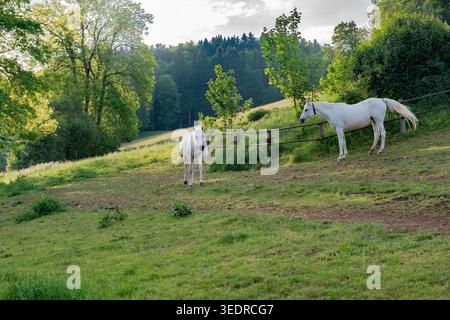 Chevaux arabes blancs dans le pâturage Banque D'Images