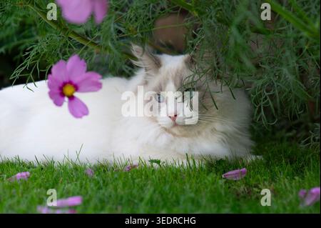 Chat ragdoll aime le temps dans le jardin Banque D'Images