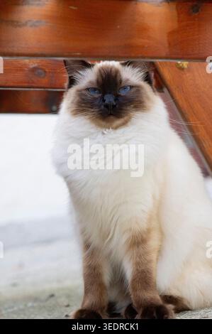 Chat ragdoll assis sur la terrasse Banque D'Images