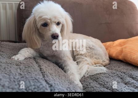 Mélange de caniche couché sur le canapé Banque D'Images