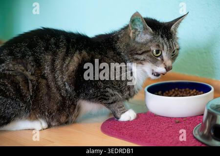 Chat Shorthair européen dans son bol alimentaire Banque D'Images