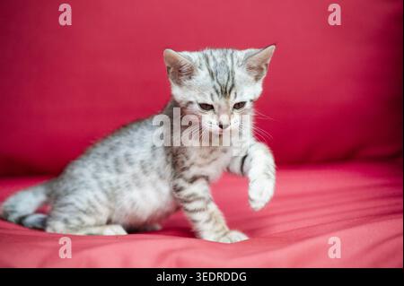 Chaton Bengale assis sur le fauteuil de jardin Banque D'Images