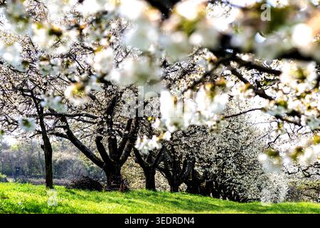 Fantastique mer de fleurs dans une prairie de cerisiers Banque D'Images
