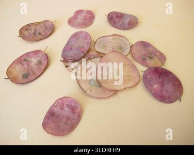 Gousses mûres avec des graines de l'honnêteté annuelle, Lunaria annua Banque D'Images