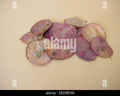 Gousses mûres avec des graines de l'honnêteté annuelle, Lunaria annua Banque D'Images