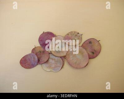 Gousses mûres avec des graines de l'honnêteté annuelle, Lunaria annua Banque D'Images