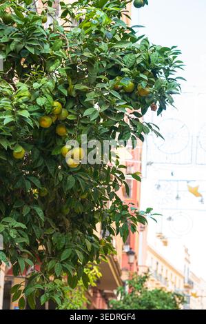 Oranger avec des grappes d'oranges et des feuilles vertes denses poussant à côté d'une rue étroite bordée de bâtiments résidentiels et de balcons à Malaga, S. Banque D'Images