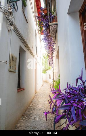 Étroite ruelle pavée entre les bâtiments blanchis à la chaux à Grenade, Espagne, décorée de plantes pourpres vibrantes en pot et de feuillage vert en t Banque D'Images