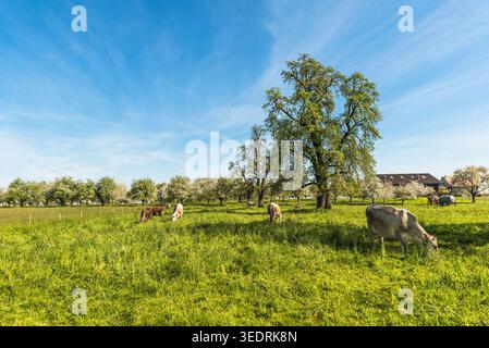 Paysage suisse avec des vaches en pâturage sur une prairie verte avec des poiriers en fleurs, Egnach, Canton Thurgau, Suisse Banque D'Images