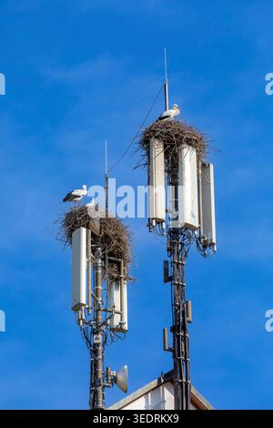 Mât de téléphone portable avec nid de cigogne sur une tour Banque D'Images