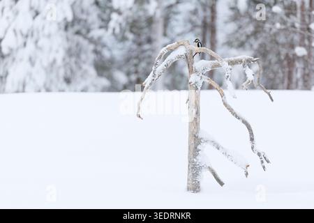 Grand pic tacheté, Dendrocopus major, Finlande, hiver Banque D'Images
