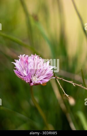 Une fleur de ciboulette violette unique et vibrante se dresse haute sur un fond vert flou, mettant en valeur sa structure complexe de pétales et ses étamines délicates Banque D'Images