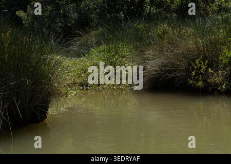 Une scène tranquille de végétation dense poussant le long d'un plan d'eau calme et verdâtre, reflétant le feuillage environnant Banque D'Images