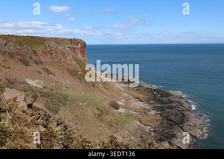 Falaises de grès rouge près d'Ethie Angus Écosse mai 2026 Banque D'Images