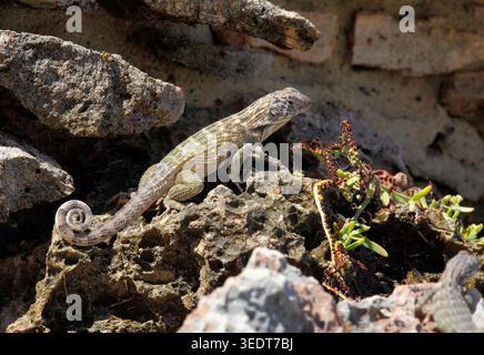 Lézard à queue bouclée du Nord adulte, Leiocephalus carinatus, cherchant de la nourriture avec une queue recourbée au maximum devant une plante de Purslane de la mer occidentale, Sesuvium verrucosum. Zone d'eau éclaboussée, péninsule de Hicacos ; Province de Matanzas ; Cuba ; Grande Antilles; env Banque D'Images