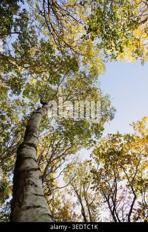 Bouleau automnal dans la forêt Banque D'Images