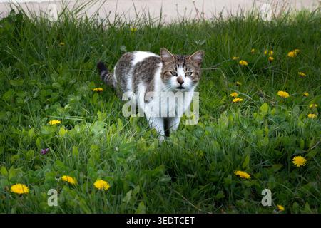 Un chat marche soigneusement à travers les hautes herbes et les fleurs jaunes dans un jardin par un après-midi ensoleillé. Le chat regarde autour tout en explorant la région pour possib Banque D'Images