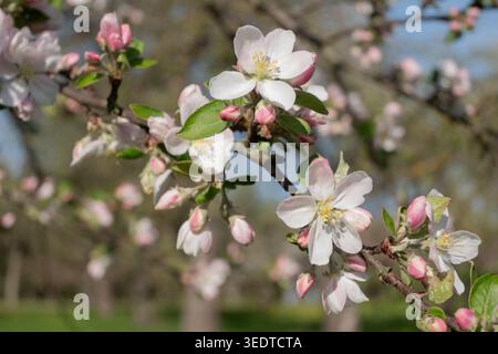 Les branches des pommiers en fleurs sont pleines de fleurs roses et blanches et de bourgeons sous un ciel bleu clair. La scène capture la luminosité du printemps dans Banque D'Images