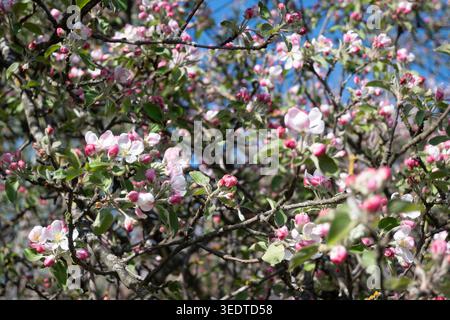 Les cerisiers affichent de nombreuses fleurs roses et blanches en fleurs. La lumière du soleil brille sur les fleurs dans le jardin entouré de feuilles vertes. Banque D'Images
