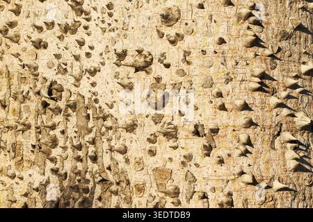 Texture en gros plan des épines coniques pointues sur le tronc d'un arbre de soie (Ceiba speciosa). Banque D'Images