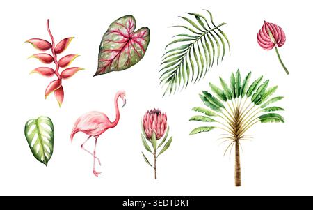 Ensemble aquarelle tropicale. Ravenala madagascariensis, monstera, palmier, protea calladium, anthurium rouge, fleur d'heliconia. Rose isolé dessiné à la main Banque D'Images