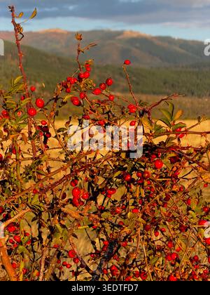 Un gros plan du buisson de la hanche rose couvert de baies un jour ensoleillé d'octobre en Bulgarie centrale dans les contreforts de la montagne des Balkans Banque D'Images