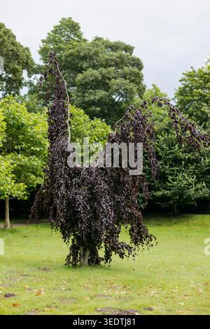 Hêtre cuivré suspendu / hêtre pleureur violet, botaniquement Fagus sylvatica 'purpurea pendula'. Banque D'Images