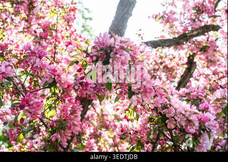 Pommier ornemental en fleurs près du palais Mirabell et des jardins Mirabell lors d'une journée ensoleillée de printemps dans la ville de Salzbourg. Banque D'Images