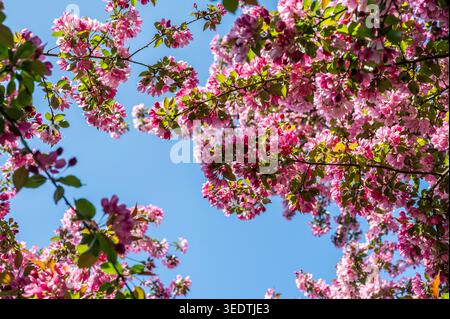 Pommier ornemental en fleurs près du palais Mirabell et des jardins Mirabell lors d'une journée ensoleillée de printemps dans la ville de Salzbourg. Banque D'Images